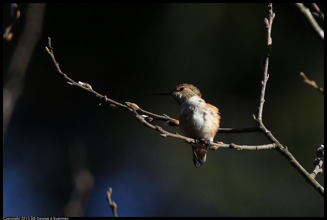 0215-093012-05.jpg - Allen's Hummingbird