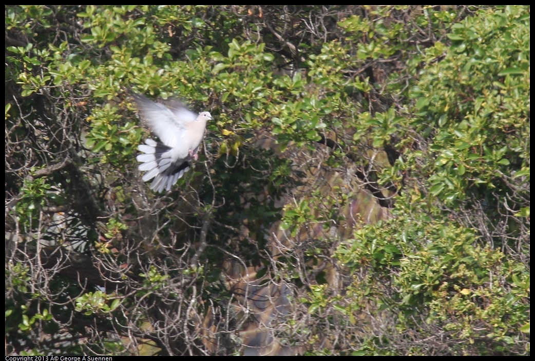 0216-114521-03.jpg - Eurasian Collared-Dove