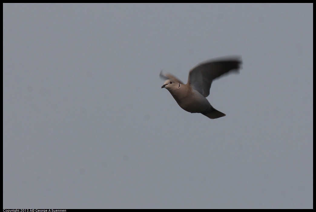 0216-114528-01.jpg - Eurasian Collared-Dove