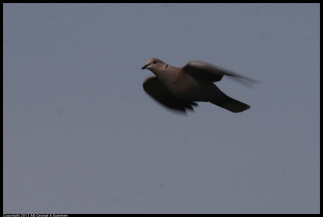 0216-114529-03.jpg - Eurasian Collared-Dove