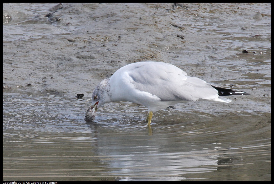 0216-115318-02.jpg - Ring-billed Gull with fish
