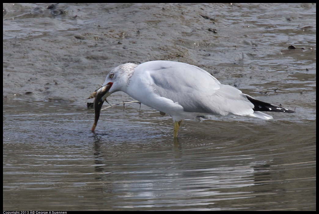 0216-115323-01.jpg - Ring-billed Gull with fish