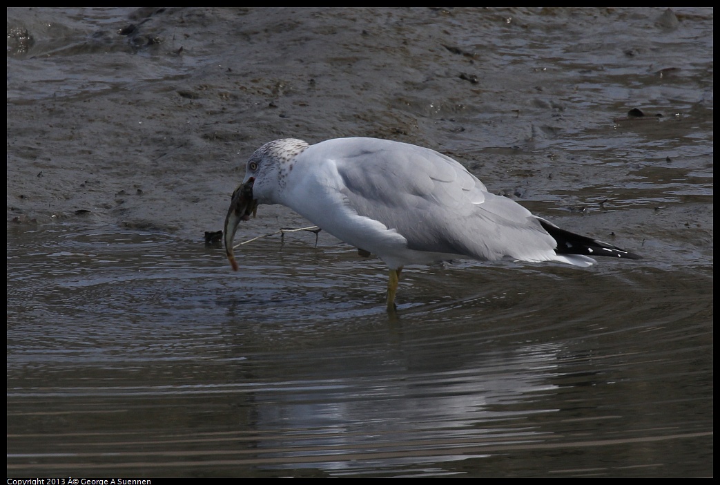 0216-115330-04.jpg - Ring-billed Gull with fish