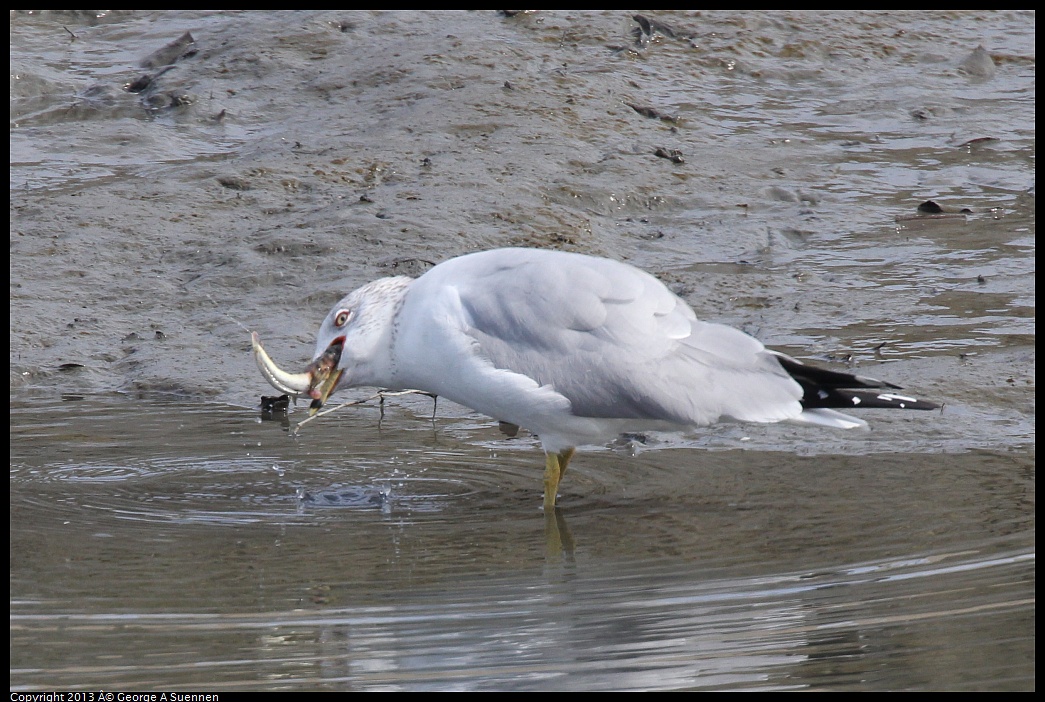 0216-115333-01.jpg - Ring-billed Gull with fish