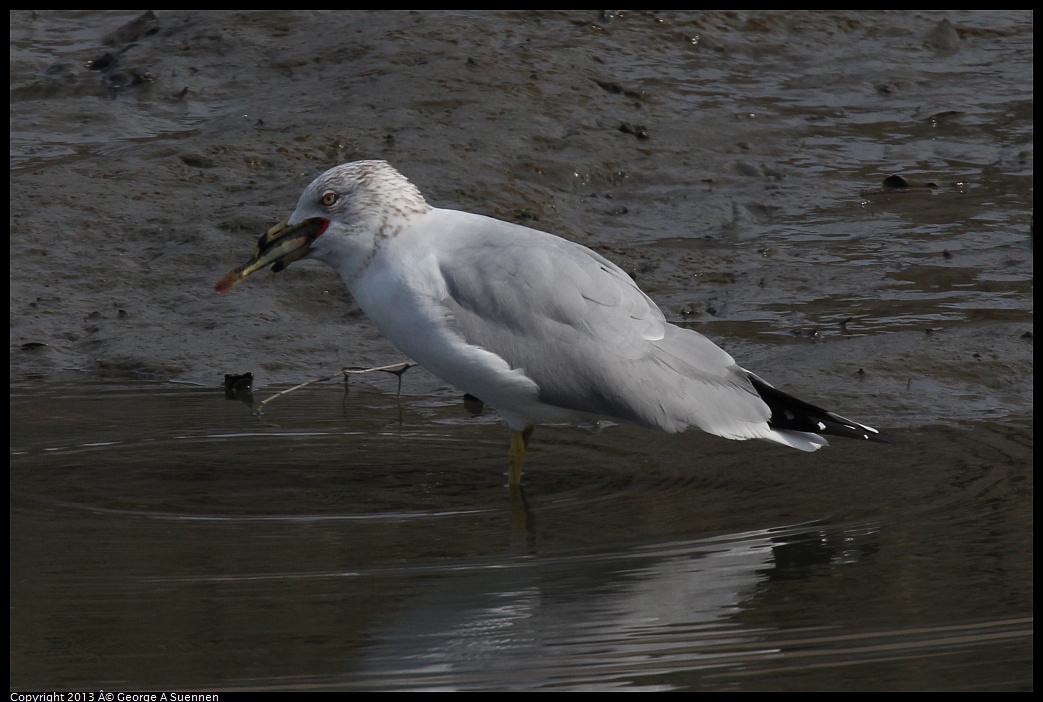 0216-115336-02.jpg - Ring-billed Gull with fish