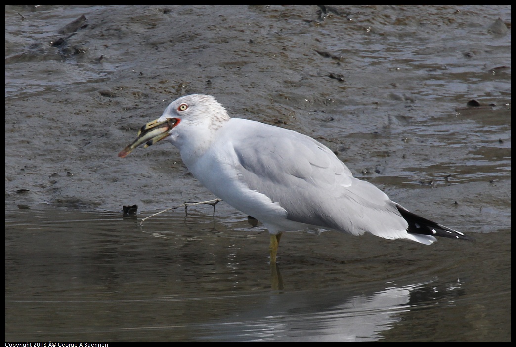 0216-115337-01.jpg - Ring-billed Gull with fish