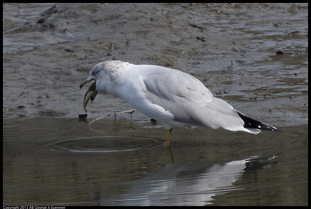 0216-115339-02.jpg - Ring-billed Gull with fish