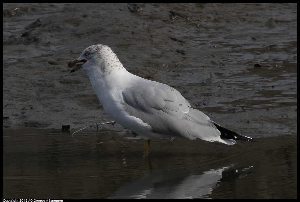 0216-115340-04.jpg - Ring-billed Gull with fish