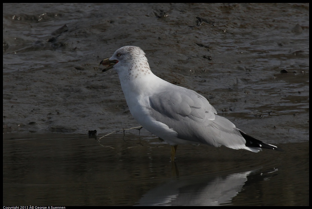 0216-115341-01.jpg - Ring-billed Gull with fish