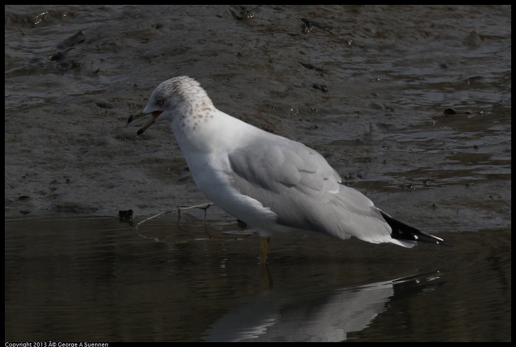 0216-115341-03.jpg - Ring-billed Gull with fish