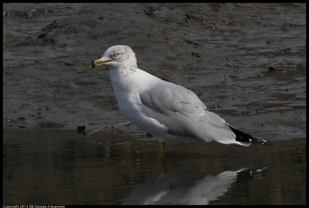 0216-115342-02.jpg - Ring-billed Gull with fish