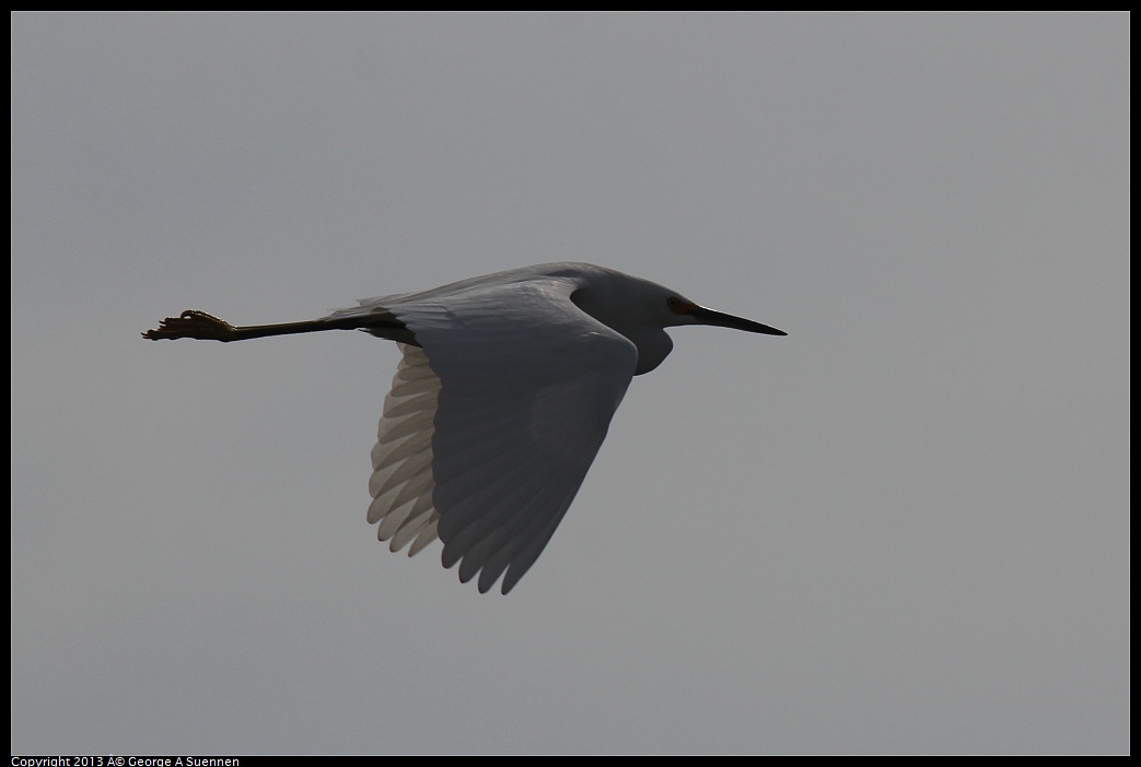 0216-120631-01.jpg - Snowy Egret
