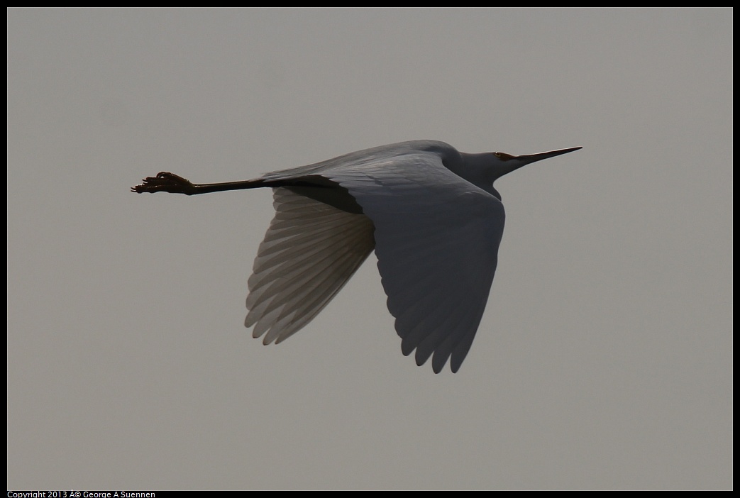 0216-120632-04.jpg - Snowy Egret