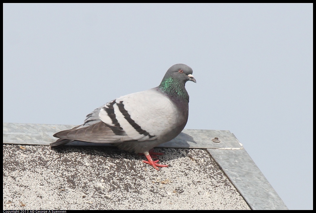 0216-124424-01.jpg - Rock Pigeon