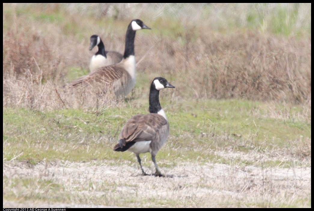 0216-131655-01.jpg - Cackling and Canada Goose