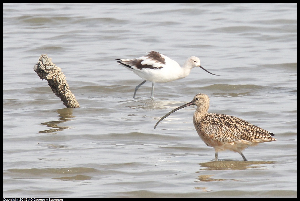 0216-131846-03.jpg - Long-billed Curlew and Avocet