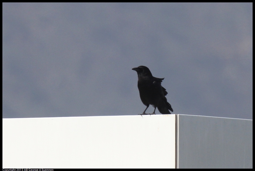 0216-132207-02.jpg - Common Raven