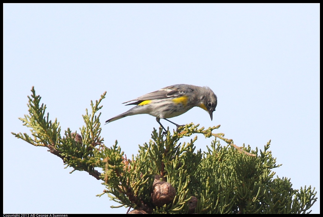 0216-132826-06.jpg - Yellow-rumped Warbler