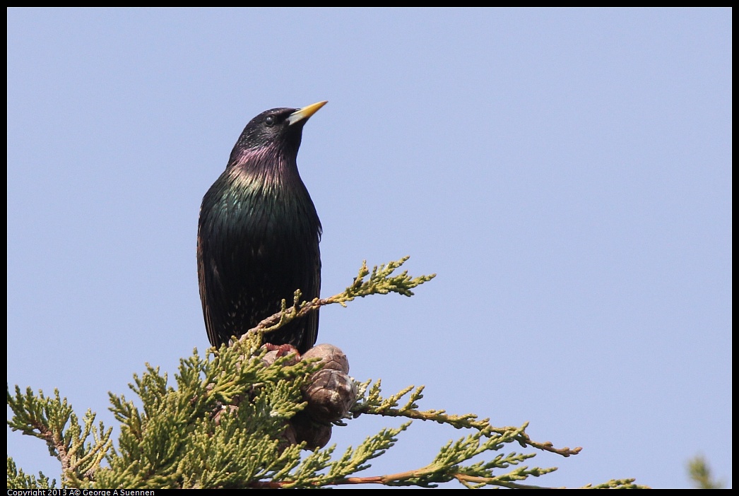 0216-132852-04.jpg - European Starling