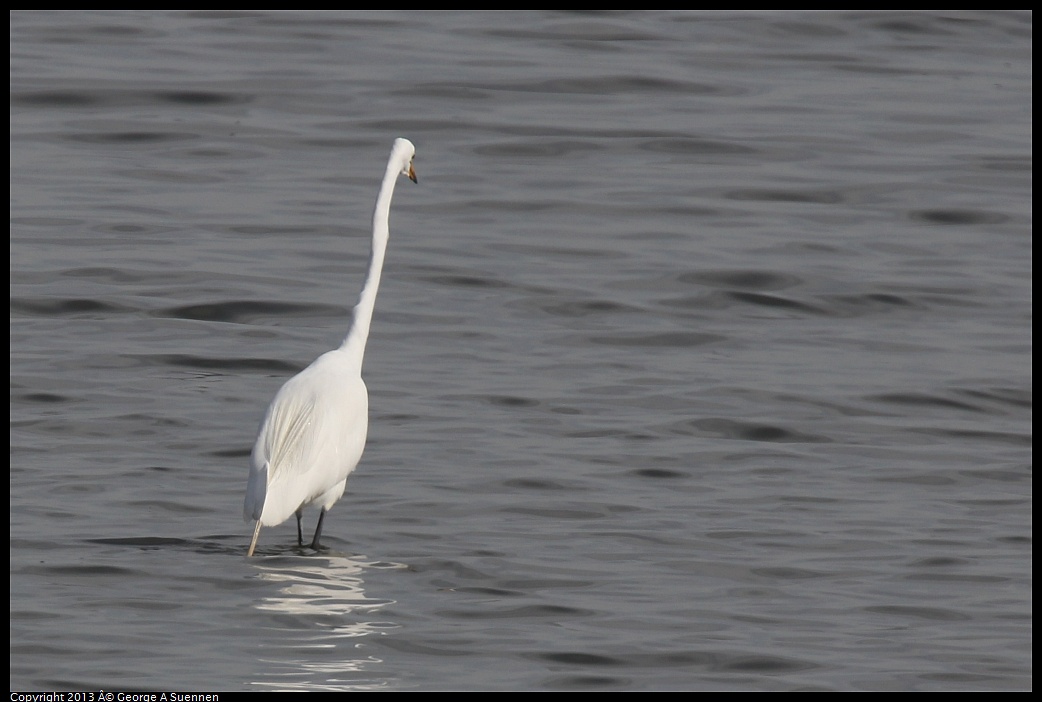 0216-132948-01.jpg - Great Egret