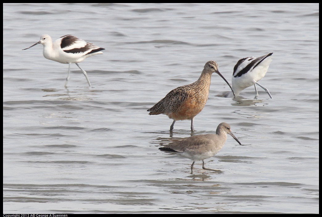 0216-133100-03.jpg - Avocet, Curlew, and Willet