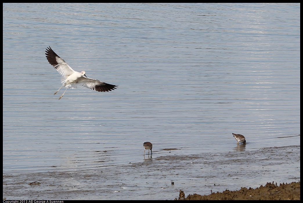 0216-133140-02.jpg - American Avocet and Short-billed Dowitcher