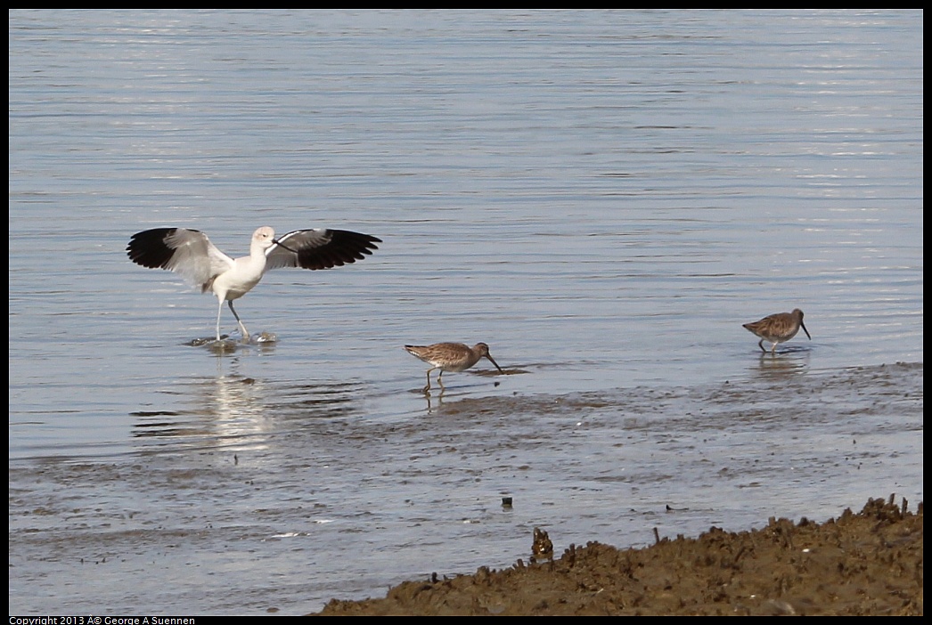 0216-133141-02.jpg - American Avocet and Short-billed Dowitcher
