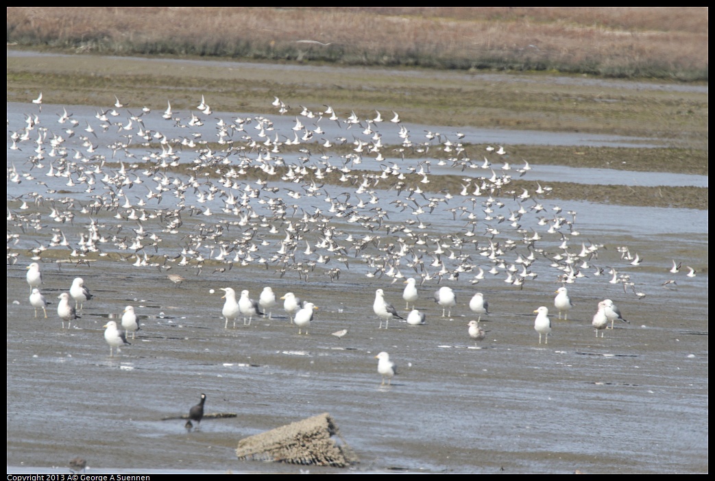 0216-134437-01.jpg - Sandpipers, Gulls, and Coot