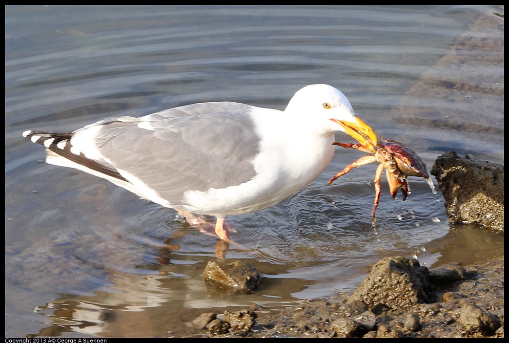 0216-091511-01.jpg - Western Gull with Crab