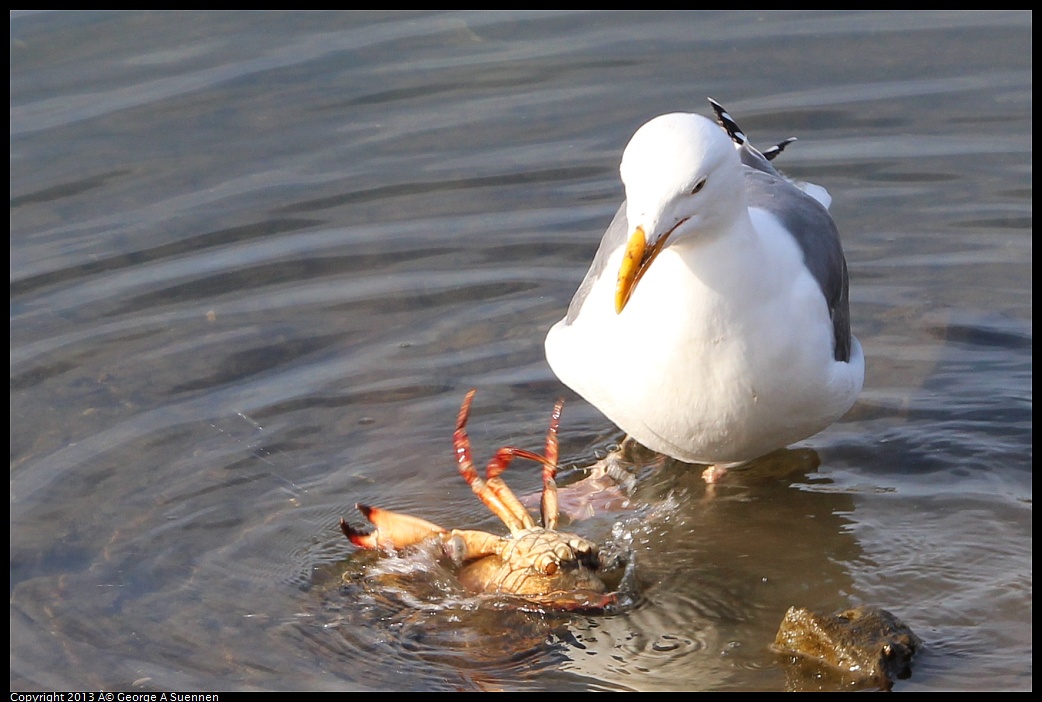 0216-091515-01.jpg - Western Gull with Crab