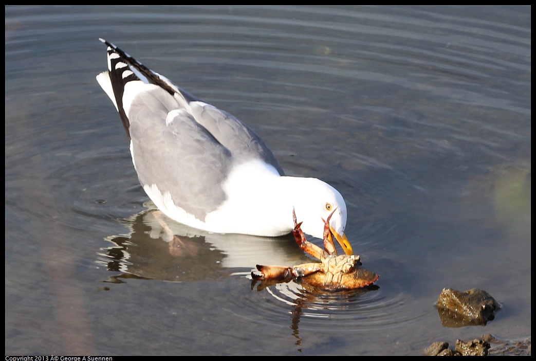 0216-091558-01.jpg - Western Gull with Crab
