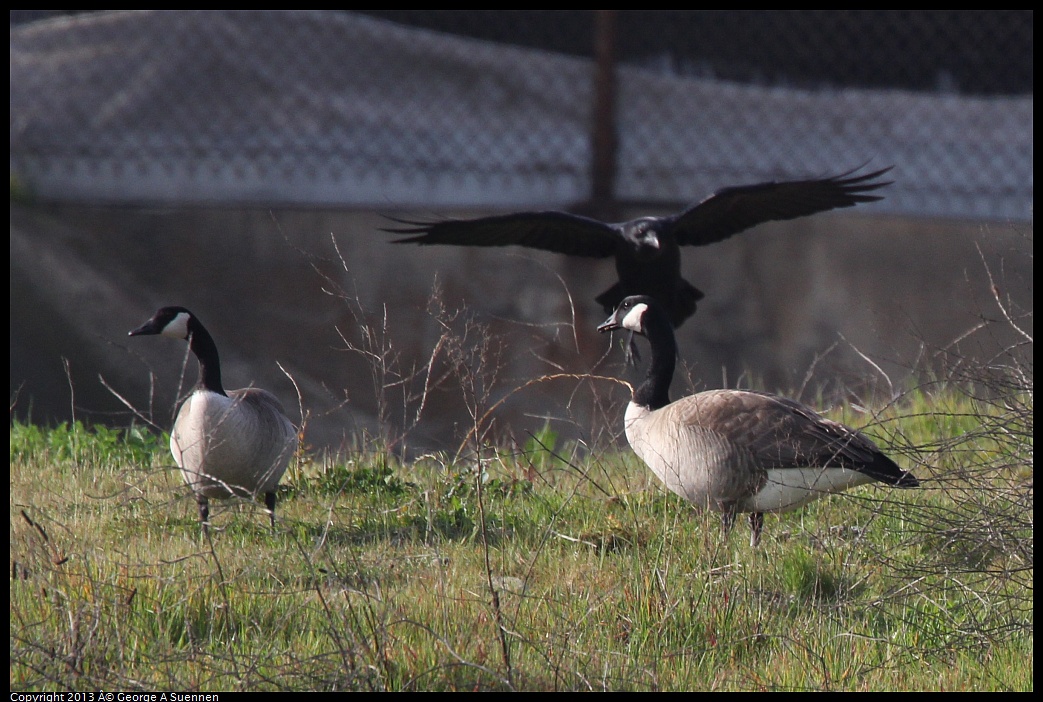 0216-092526-02.jpg - Canada Goose with Raven