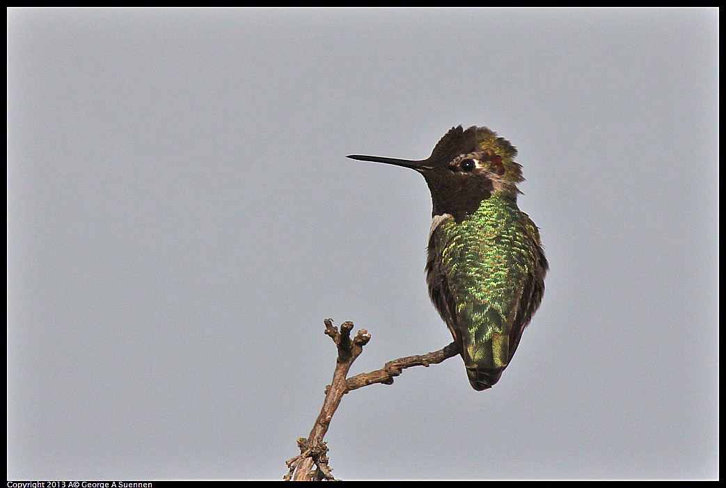 0216-092815-02.jpg - Anna's Hummingbird