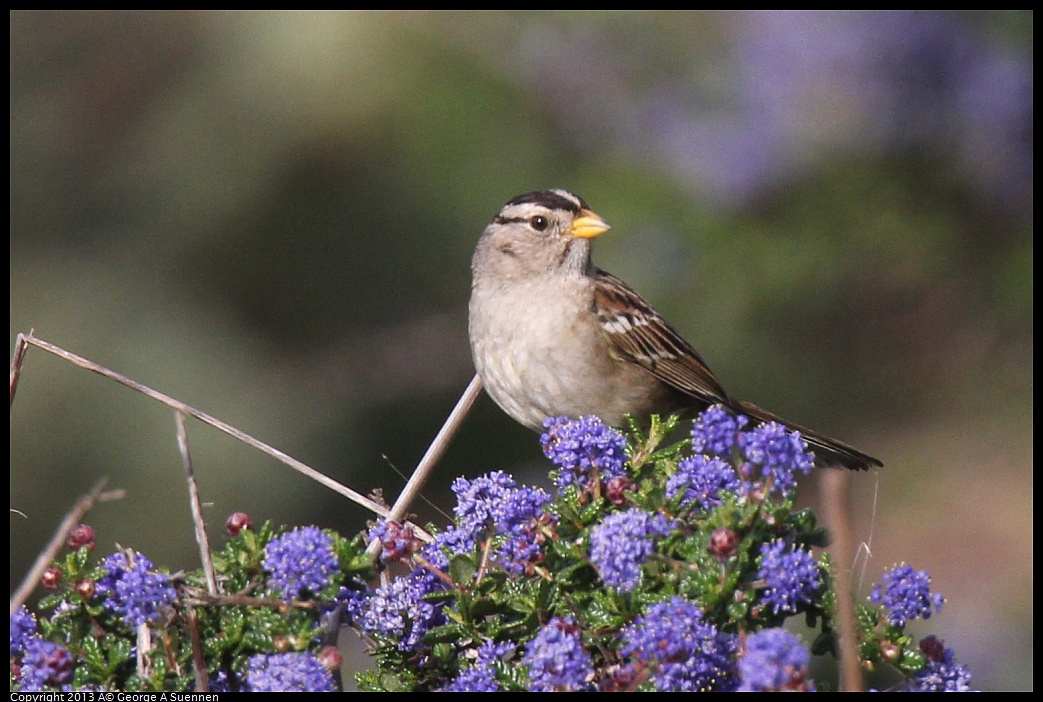 0216-092923-04.jpg - White-crowned Sparrow