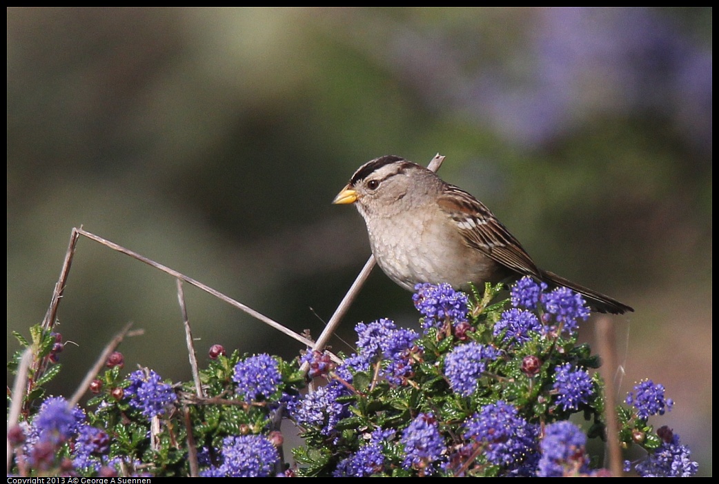 0216-092925-02.jpg - White-crowned Sparrow