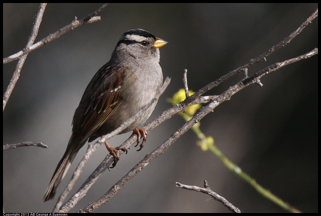 0216-093155-03.jpg - White-crowned Sparrow