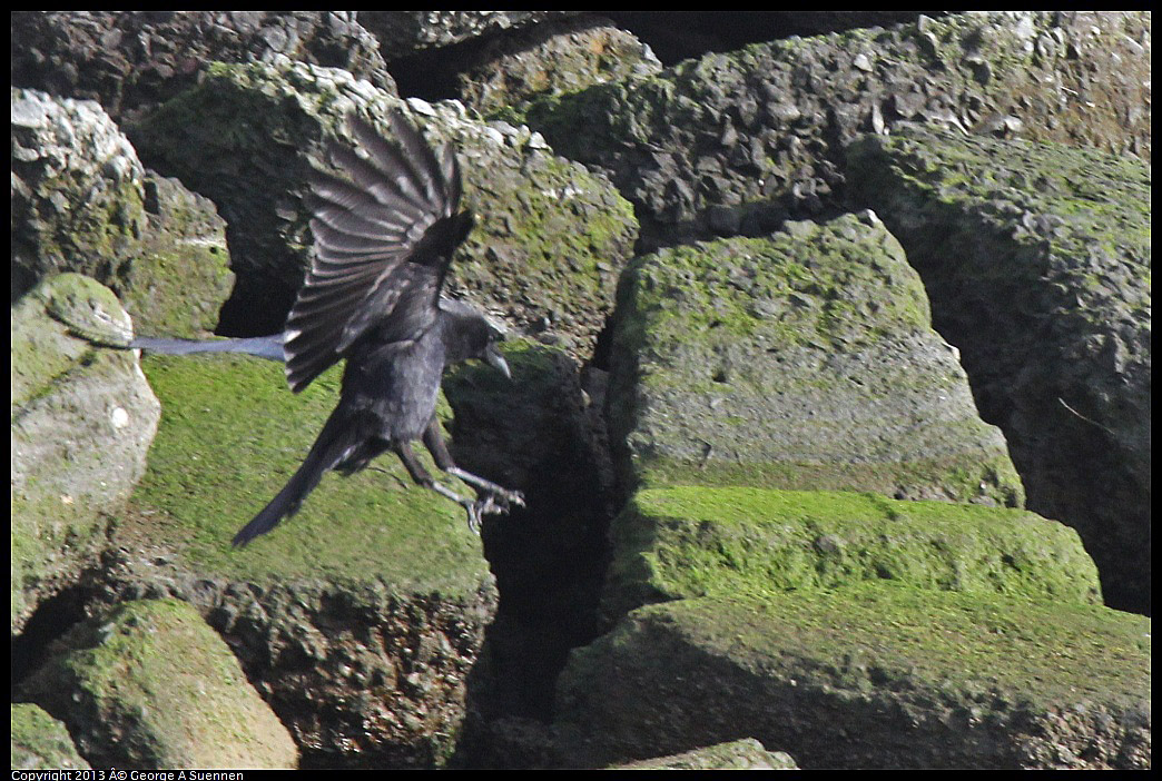 0216-093246-01.jpg - Common Raven