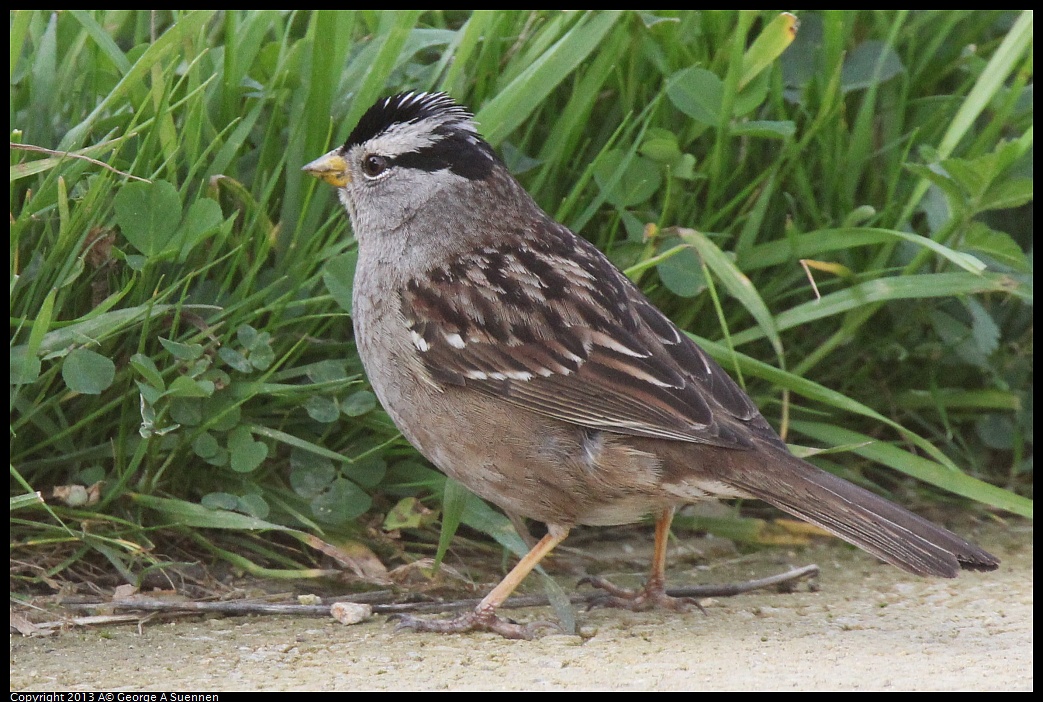 0216-093725-01.jpg - White-crowned Sparrow