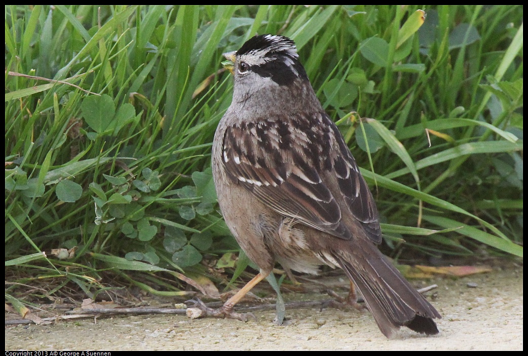 0216-093726-02.jpg - White-crowned Sparrow