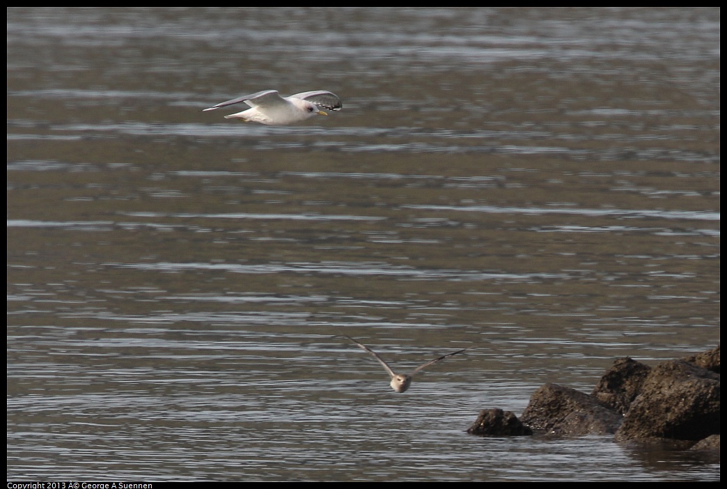 0216-101103-01.jpg - Mew Gull and Plover