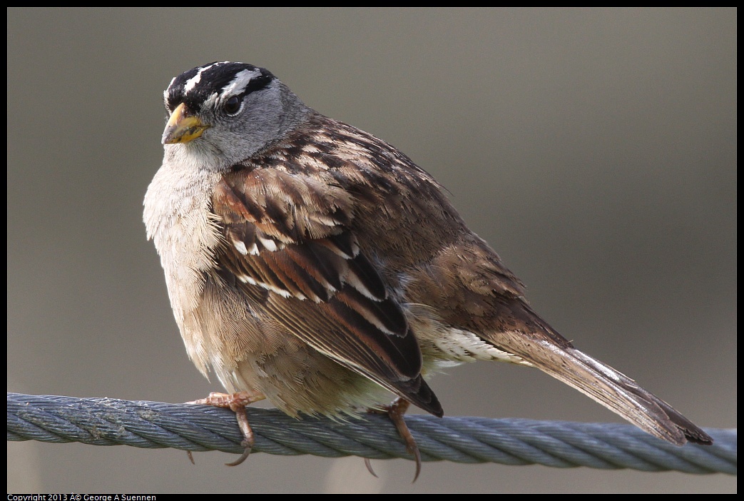 0216-103644-02.jpg - White-crowned Sparrow