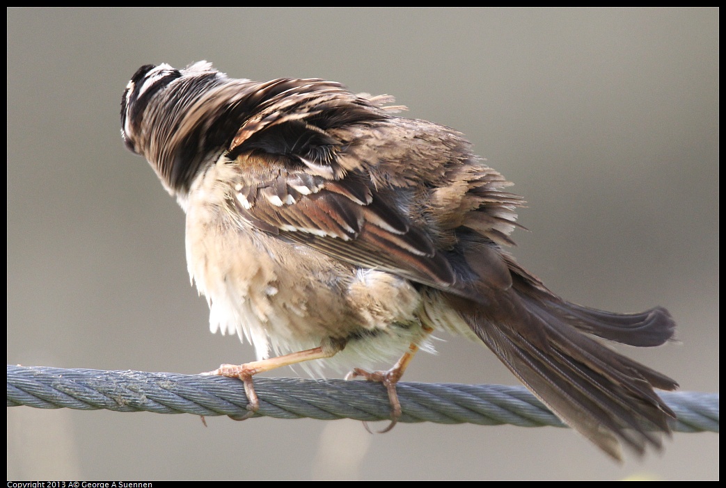 0216-103647-05.jpg - White-crowned Sparrow