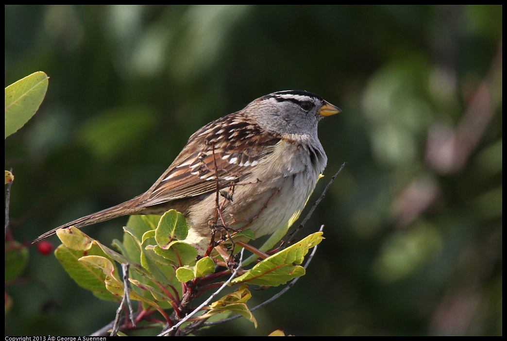 0216-104224-02.jpg - White-crowned Sparrow