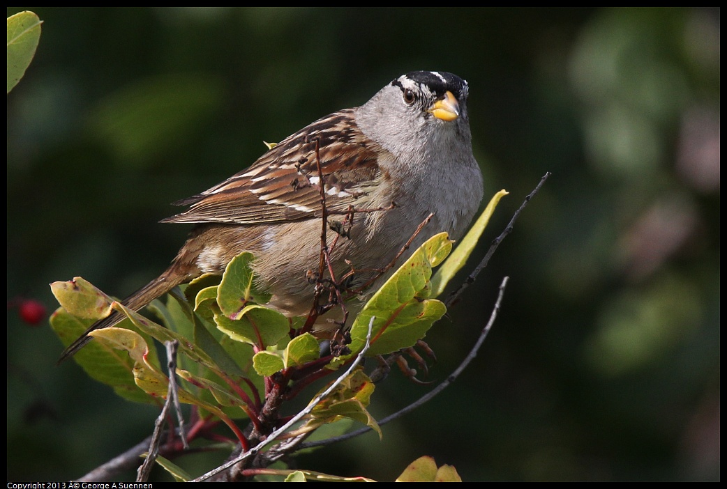 0216-104226-04.jpg - White-crowned Sparrow