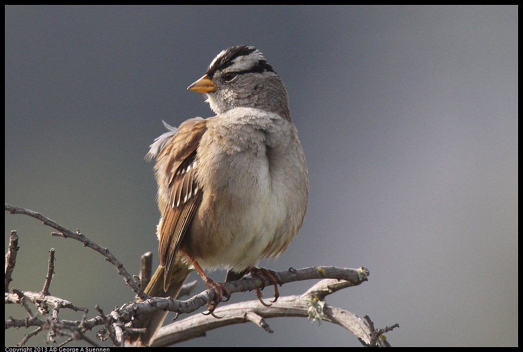0216-104635-02.jpg - White-crowned Sparrow