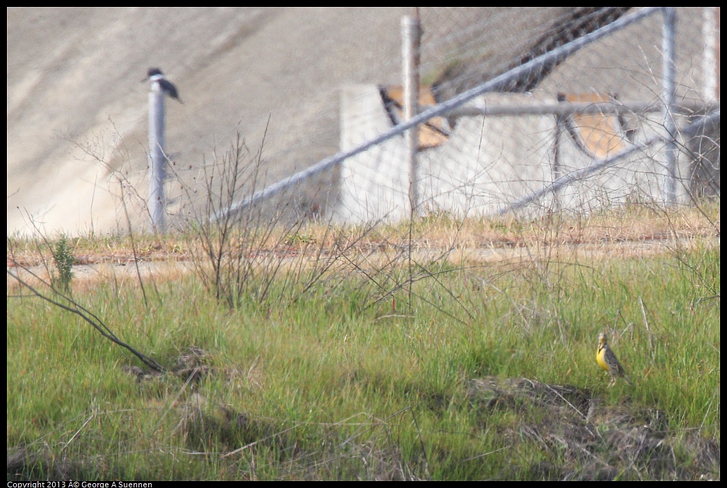 0216-105543-02.jpg - Western Meadowlark with Belted Kingfisher
