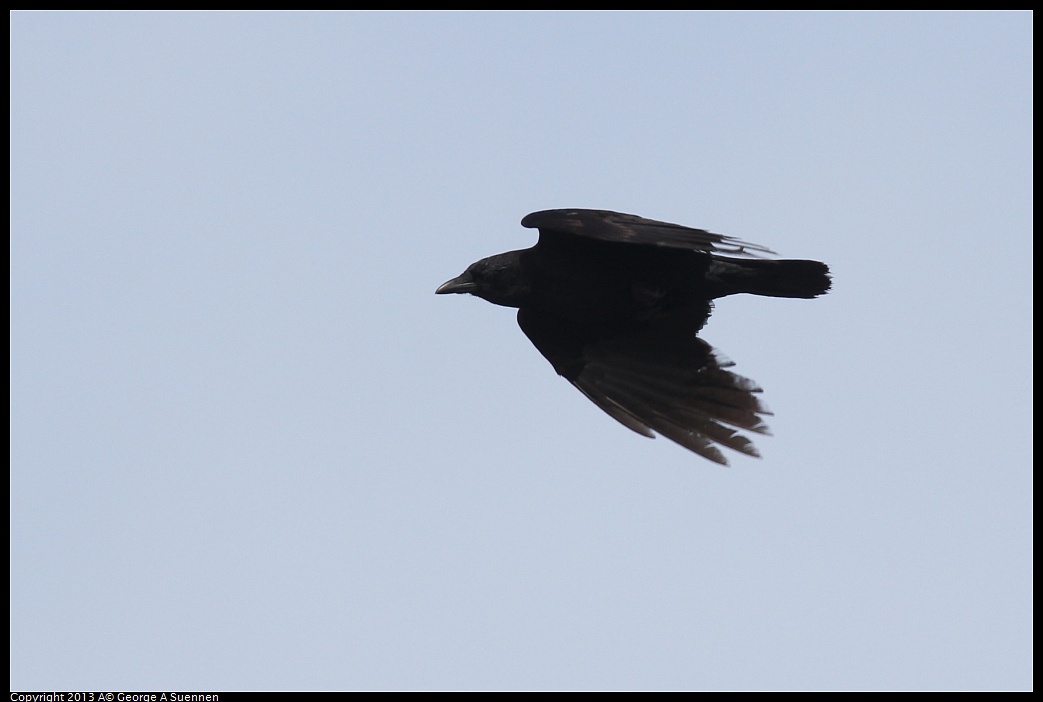 0216-110930-02.jpg - Common Raven