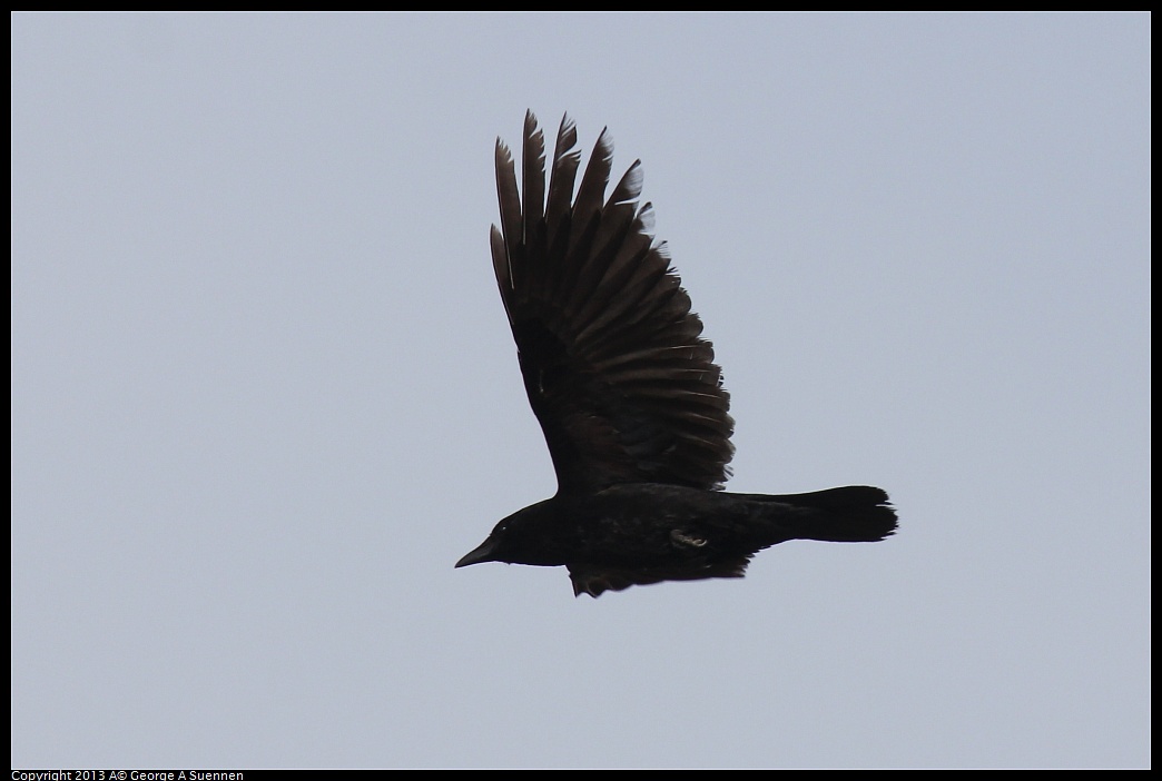 0216-110930-04.jpg - Common Raven