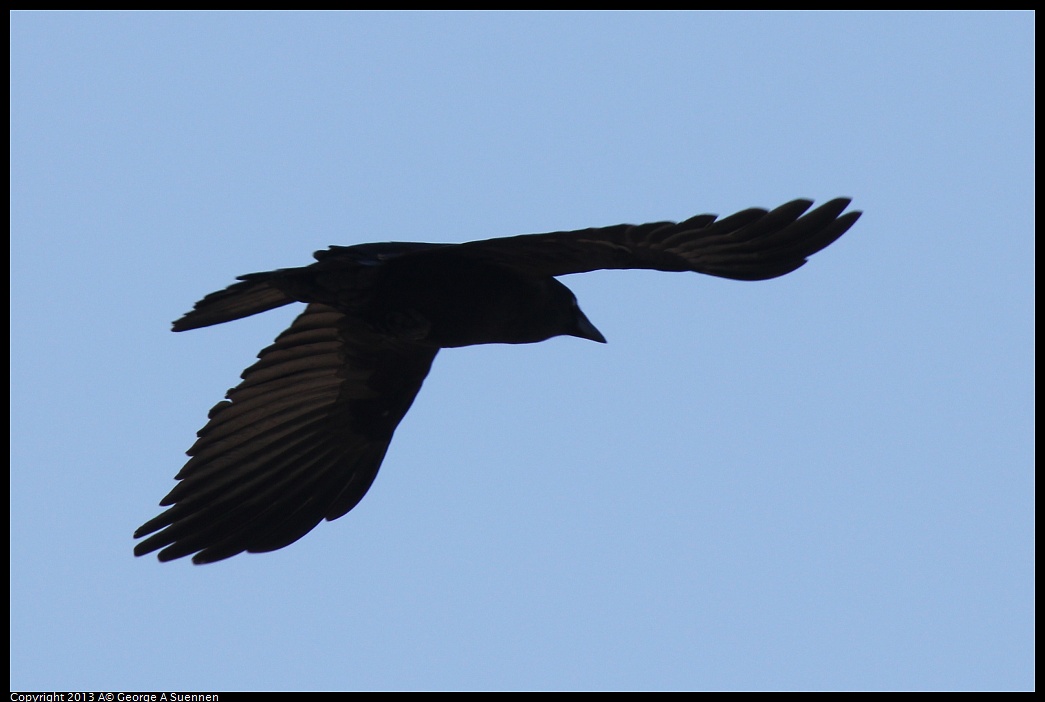 0217-100827-03.jpg - American Crow