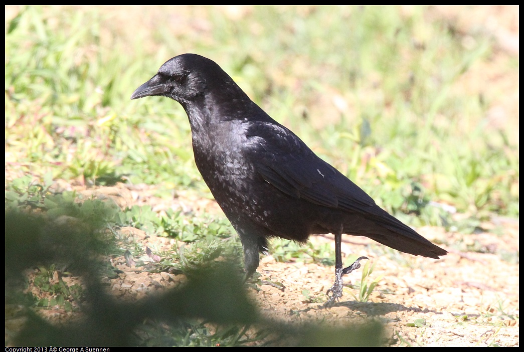 0217-100932-03.jpg - American Crow
